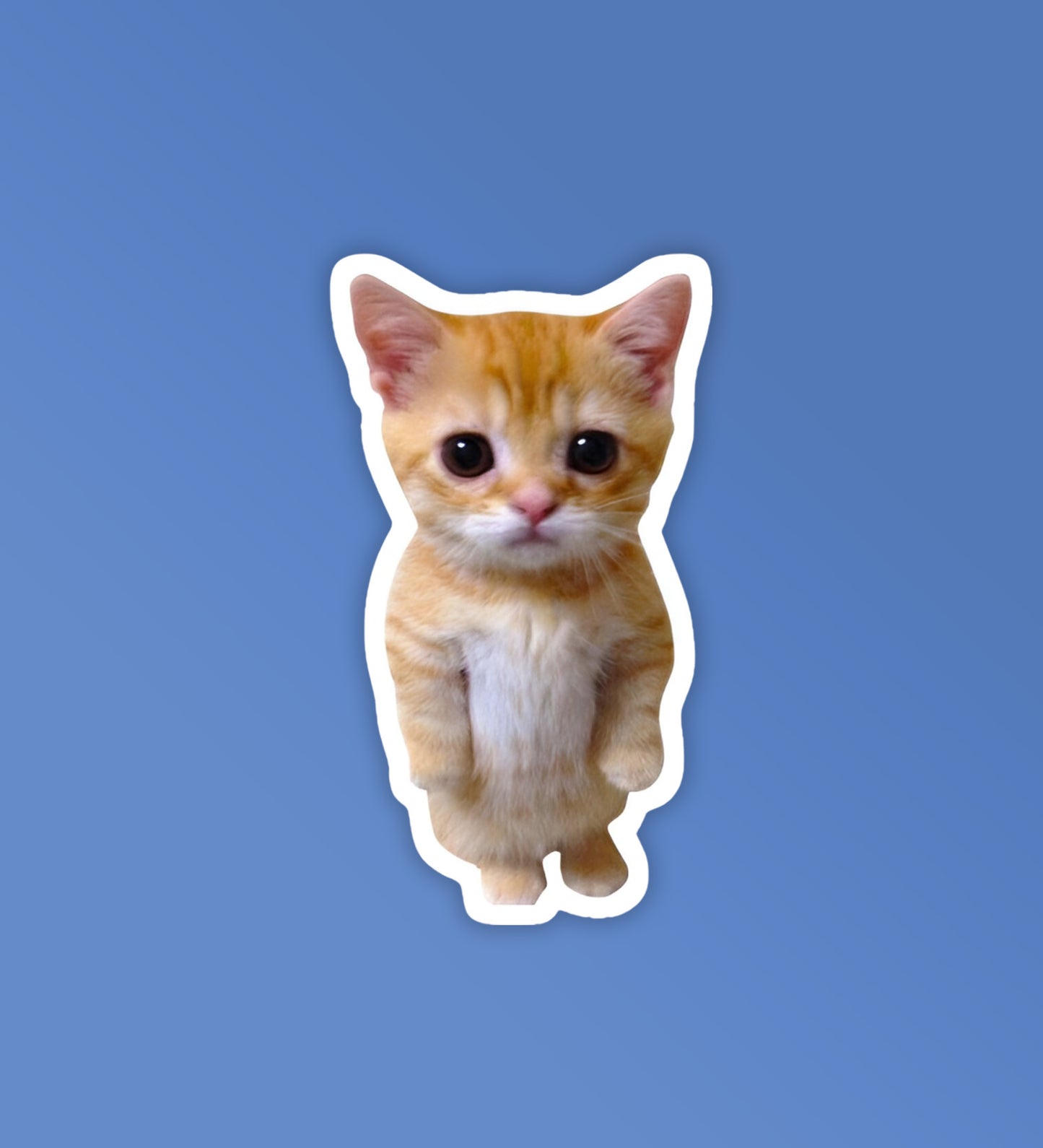 Angry Kitten | Laptop & Mobile Stickers
