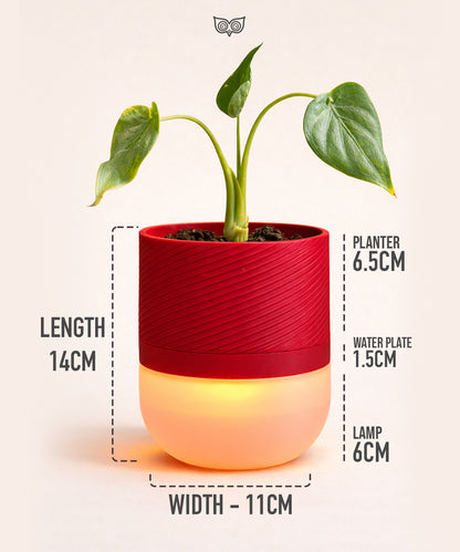 Luma Leaf Lamp + Planter