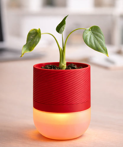 Luma Leaf Lamp + Planter